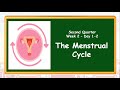 The menstrual cycle q2wk2day12