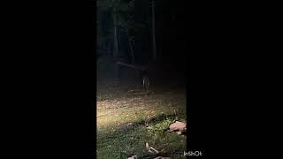 The One Deer That Totally Ignores You. #Dorothy Mae’s #Deer #Doe #sorry I misspoke.