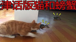 天津话版猫和螃蟹，当“大橘为重”遇到螃蟹三兄弟，先吃为敬！！！
