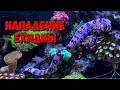 Нападение мурены Ехидны на Риномурену | Морской аквариум