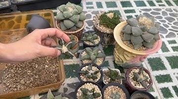 Thay đất và tỉa rễ cho xương rồng Ariocarpus định kỳ (Phần 2), chia sẻ cách chọn kích thước chậu
