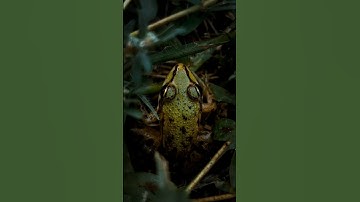 “Fakta Unik Katak yang Jarang Kamu Tahu! #katak #hewanamfibi #faktaunik #shorts #hewan