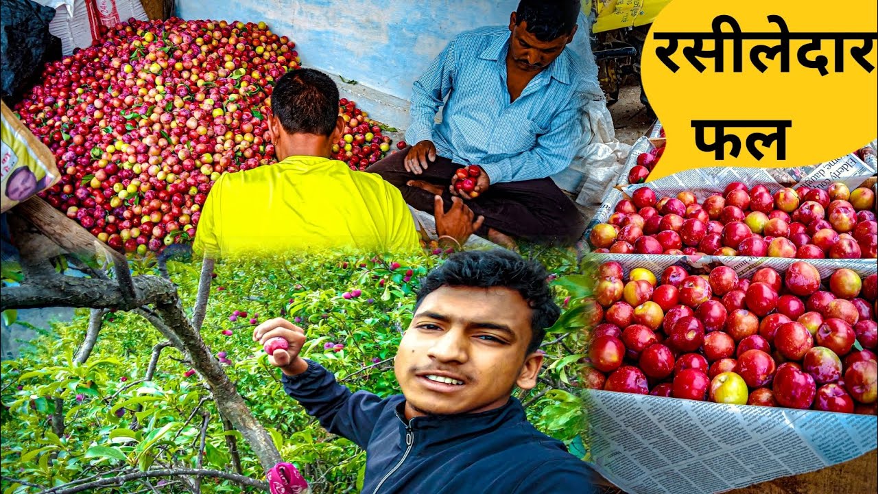 पहाड़ों के रसीलेदार फल पुलम (plum)😍 uttarakhand village fruit