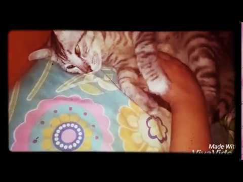 Kucing Tukang Pijat (anggora persilangan) si niko comel