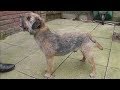 Dog Breed Video: Border Terrier の動画、YouTube動画。