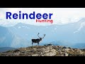 Reinsjakt  - Hunting reindeer(caribou) Norway 2021