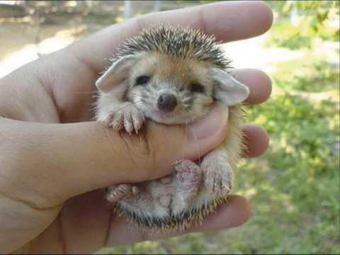 Cute baby hedgehog!!!