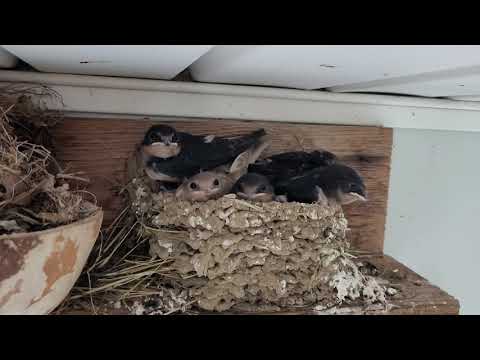 Video: Swallow's Nest: Beskrivelse, Historie, Utflukter, Nøyaktig Adresse