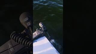 Why does Micro Draft Skiffs pick the ZR? #PowerPole | #skiff #trollingmotor #fishing