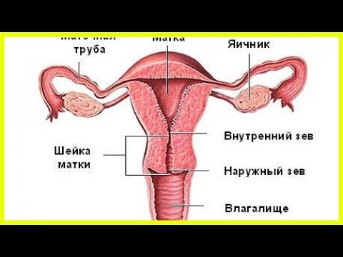 Мазок из цервикального канала при беременности:...