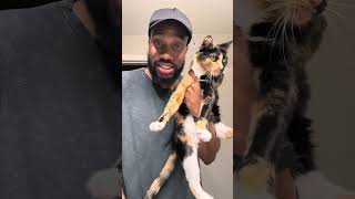 Ranking my cats from LEAST to MOST SPOILED