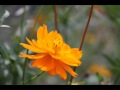 恋の花占い(ビリー・バンバン) 多重録音