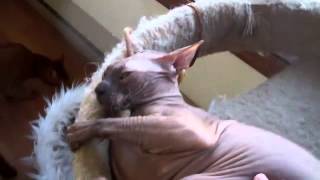 COCO BEAN BEING SPANKED :)