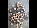 Harvesting and preparing Hickory Nuts for Long term storage.