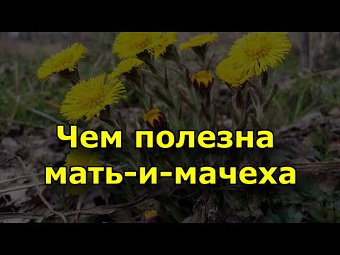 Чем полезна мать