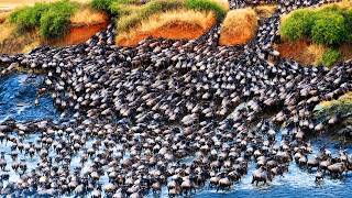 Wildebeest Migration River Crossing in 4K | 1 Hour of African Wildlife  #Wildlife4K
