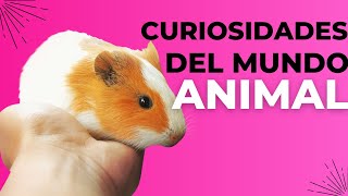 CURIOSIDADES de tus  MASCOTAS que no sabias. by CurioZoo 626 views 12 days ago 8 minutes, 20 seconds