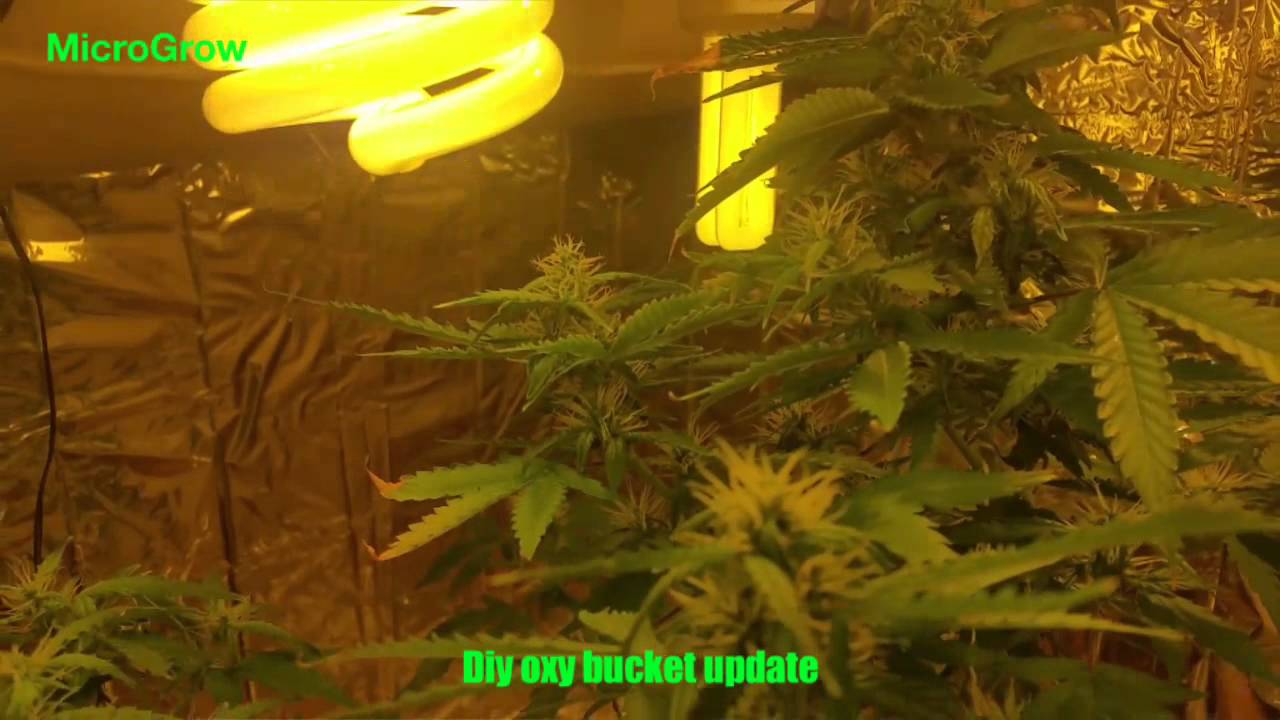 Micro Grow DWC stealth closet update 3