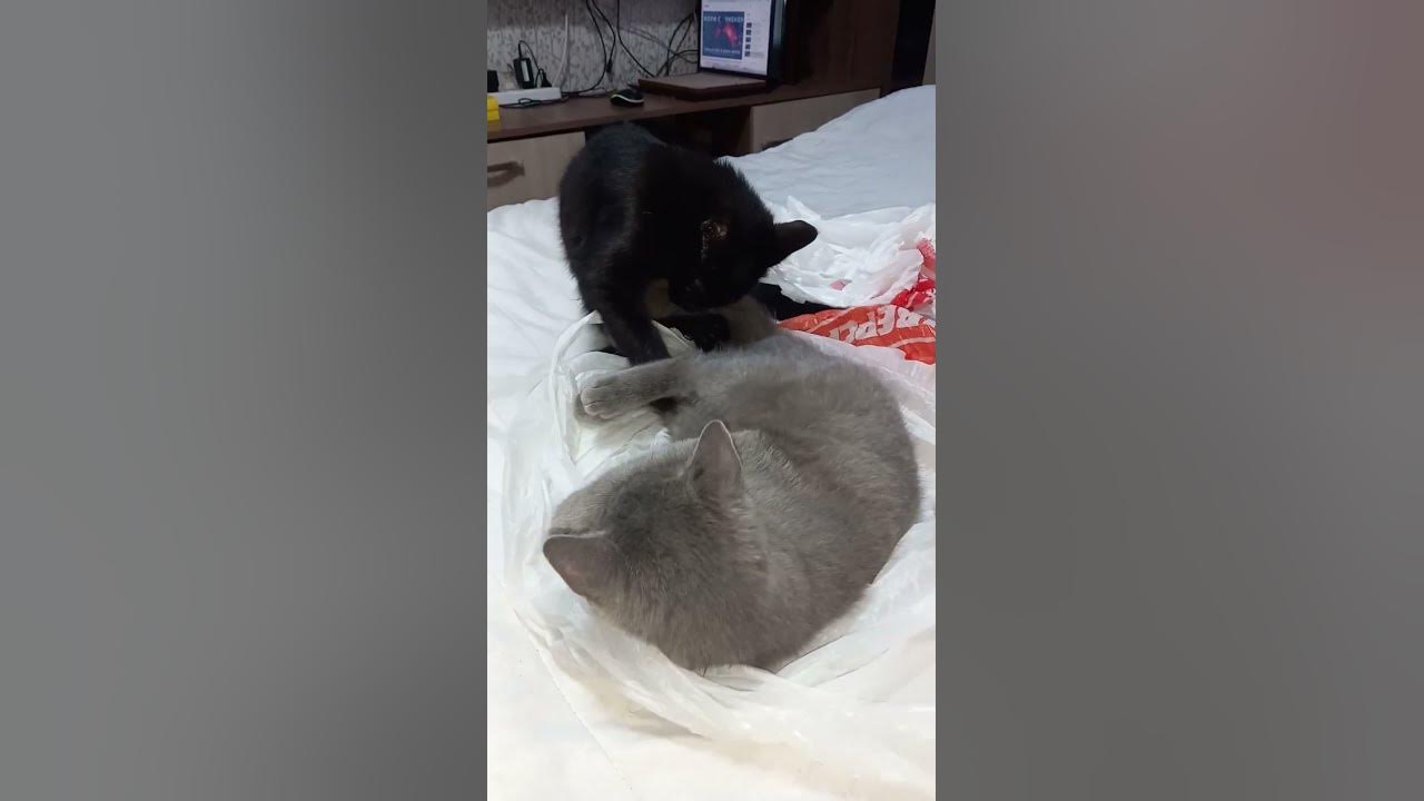 Кота в мешке видали? #котики #котята #котыиграют #смешнаякошка # ...
