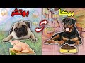 بدلت حياه بوتشر بحياه بيكا لمده 24 ساعه هيعرفوا يعيشوا مكان بعض ولا لا 