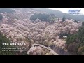 桜風20180402 Sakura-Kaze 吉野山 桜 ドローン 空撮 Cherry blossom in Mt. Yoshino Nara, Japan 4K UHD