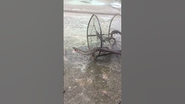 Rắn nước dính lờ