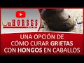 UNA OPCIÓN DE CÓMO CURAR GRIETAS CON HONGOS EN CABALLOS | On HORSES CHANNEL | SANTIAGO TOBÓN ESTRADA