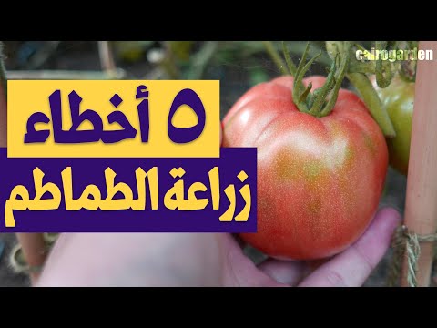 فيديو: الزراعة المصاحبة للثوم والطماطم - وضع نباتات الطماطم بجانب الثوم