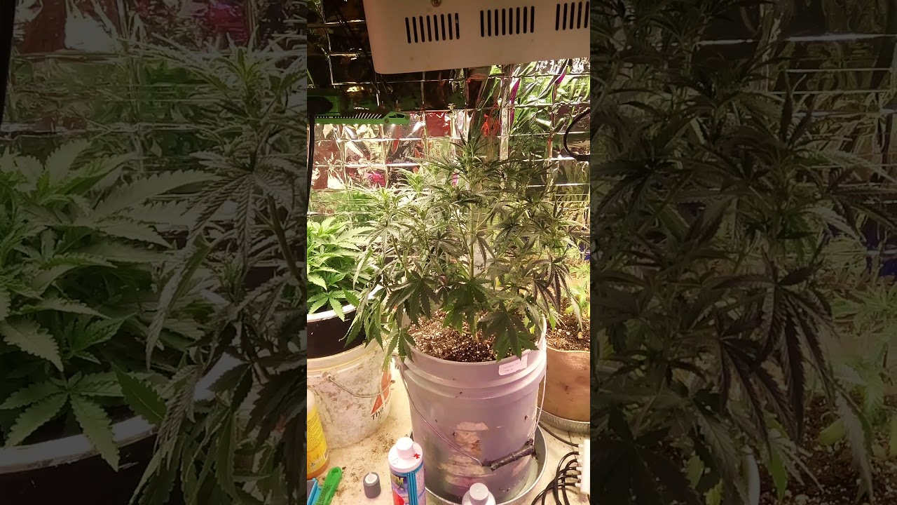 how to tell when your cannabis plant needs water.