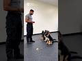 K9 German shepherd puppies training #k9 #germanshepherd #puppy #dogshorts #fyp #trending #viral