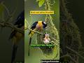Broadbill Bird Feeding baby #broadbill #birds #nature #shorts # #birdfacts #viralnature