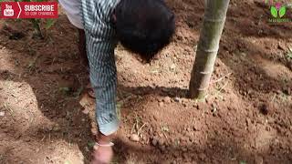 Mr Shankar From Chitradurga Started Growing Areca Nut Using Dr Soil Mr Shankar From Chitradurga Started Growing Areca Nut Using Dr Soil