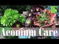AEONIUM TOUR ( How to Care for and Propagate this Amazing Plant )