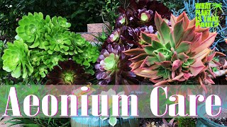 AEONIUM TOUR ( How to Care for and Propagate this Amazing Plant )