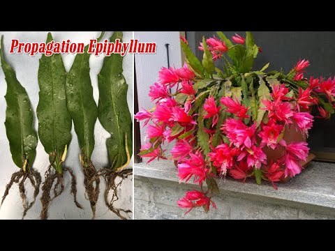 How To Propagation Epiphyllum From Cuttings And Result