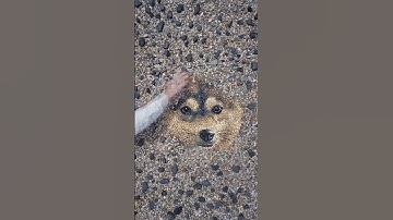 Open for pets and pebbles. #OnePlusOpen #OpenforEverything