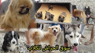 سوق الحراش للكلاب