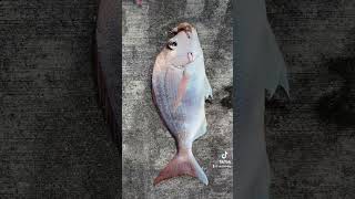 New fishing Spot near Auckland city! Caught some snaps and bait fish for next fishing trip. 🎣🛥️🐟