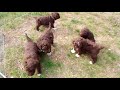 cuccioli lagotto romagnolo 35 giorni