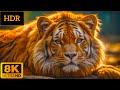 Ultimate wild animalsr collection in 8k ultra  8k tv