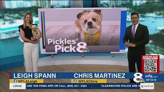 Pickles' Pick