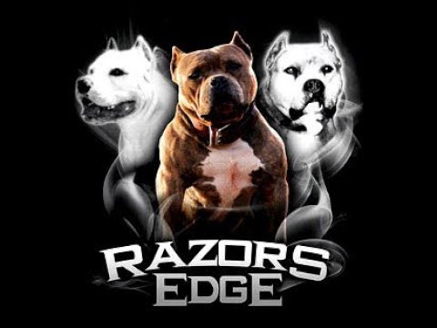 Video: Was ist der Unterschied bei Razor Edge & Bully Pit Bulls?