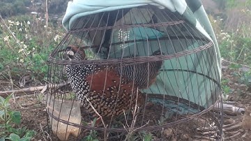 Đa đa gáy kích bổi cực căng EP4/suab noog qeb qag qag quaj qua cuab tuaj zoo heev 4/5/2025