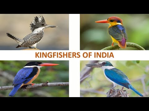 Kingfishers of India ???????? | Birds | Indian Birds