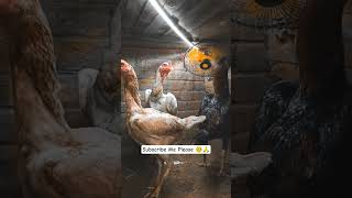 #aseelmurga #zaidiaseellovers #ringtone #viral #birds #swataseels #viralreels #rooster #chicken