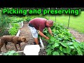 Garden is producing, picking and preserving vegetables! #785