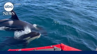 Scientists believe aggressive orca behavior may just be playful teenagers