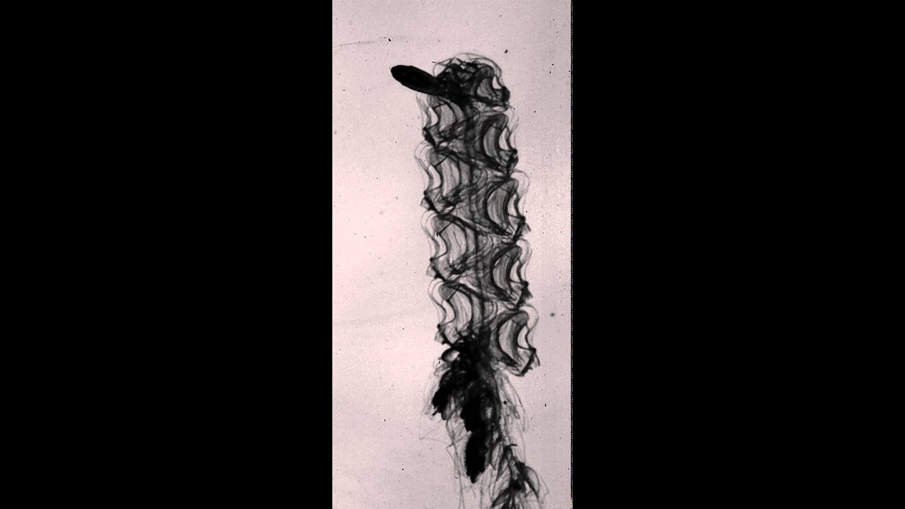 Multi Jet Propulsion In A Colonial Siphonophore Youtube