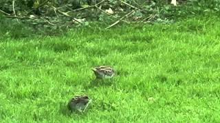 Wilson's Snipe Courtship by KJWVideo 3,962 views 10 years ago 1 minute, 27 seconds