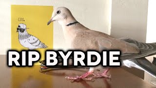 Byrdie Tribute